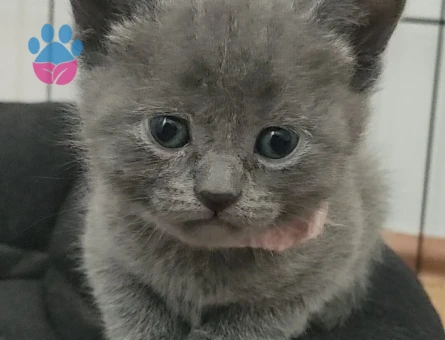 Scottish Fold Yavrular