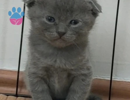 Scottish Fold Yavrular