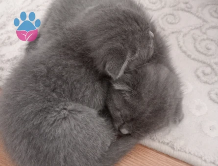 Scottish Fold Yavrular
