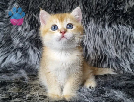 British Shorthair 2 Aylık Dişi ve Erkek