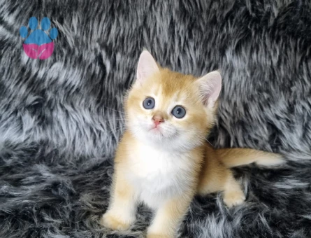 British Shorthair 2 Aylık Dişi ve Erkek