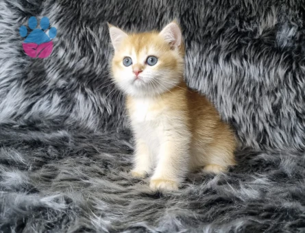 British Shorthair 2 Aylık Dişi ve Erkek