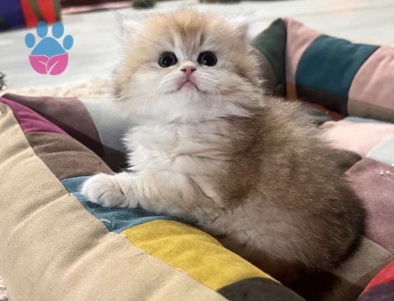 Saf Kan Golden British Longhar Yavrular(Wcf kayıtlı)