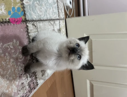 Harika Siyam 2 Aylık Erkek ve Dişi