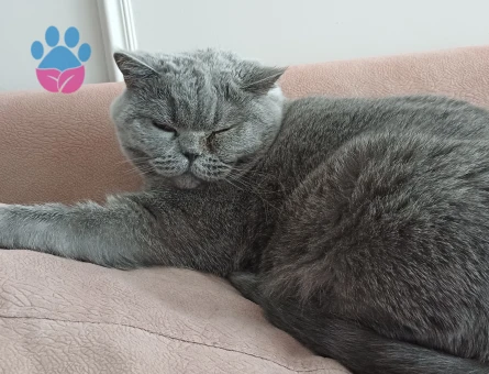 Hera sahibini ariyor