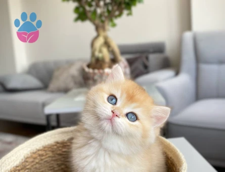 British shorthair 2 Aylık Golden Dişi