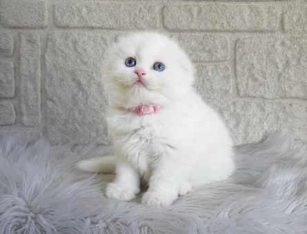 Beyaz Mavi Gözlü Scottish Fold Dişi