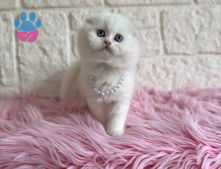 Beyaz Scottish Fold Mavi Gözlü Dişi