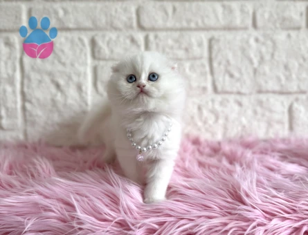 Beyaz Scottish Fold Mavi Gözlü Dişi