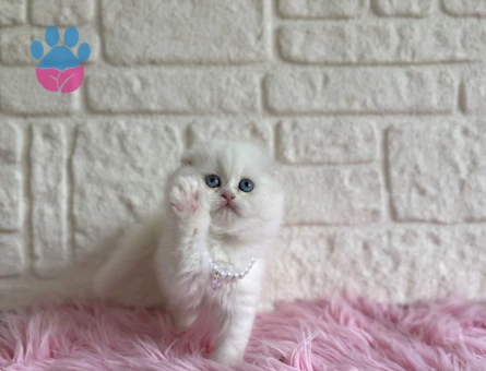 Beyaz Scottish Fold Mavi Gözlü Dişi