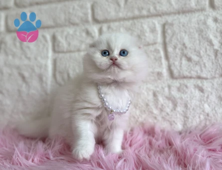 Beyaz Scottish Fold Mavi Gözlü Dişi