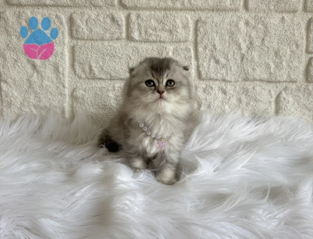Silver Scottish Fold Nadir Bulunan Renk