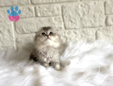 Silver Scottish Fold Nadir Bulunan Renk
