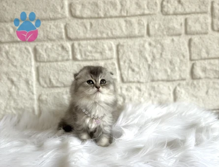 Silver Scottish Fold Nadir Bulunan Renk