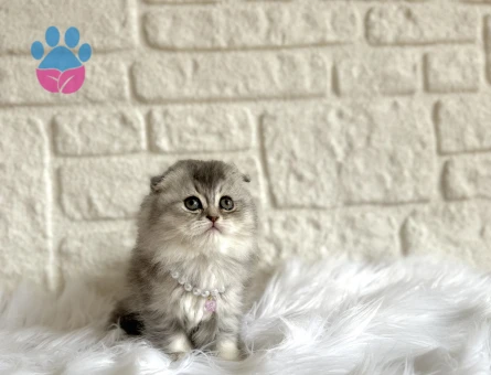 Silver Scottish Fold Nadir Bulunan Renk