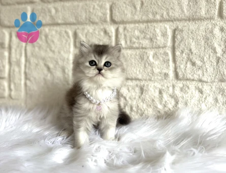 Mükemmel Renk British Shorthair Silver Yavru Kediler