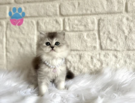 Mükemmel Renk British Shorthair Silver Yavru Kediler