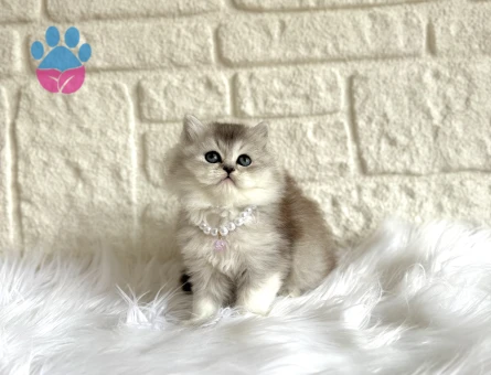 Mükemmel Renk British Shorthair Silver Yavru Kediler