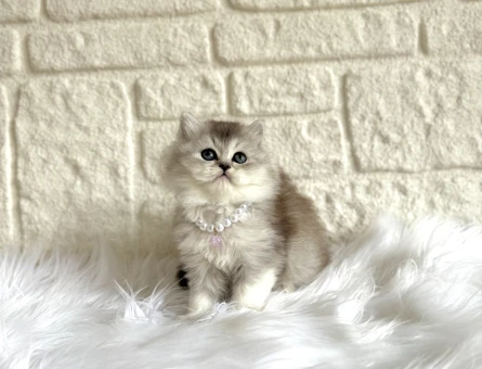 Mükemmel Renk British Shorthair Silver Yavru Kediler