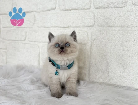 Bluepoint British Shorthair Erkek Topaç Kafa