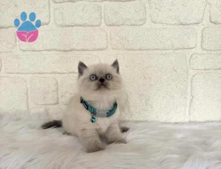Bluepoint British Shorthair Erkek Topaç Kafa