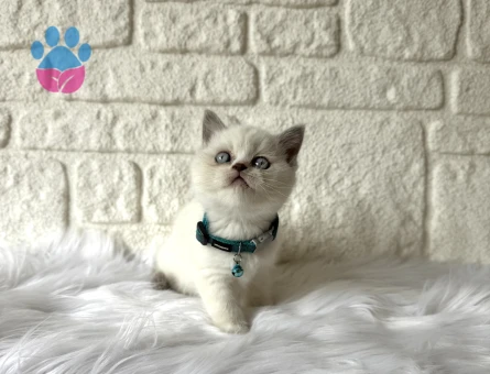 British Shorthair 2 Aylık Erkek Blue Point Yavrumuz