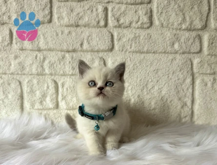 British Shorthair 2 Aylık Erkek Blue Point Yavrumuz