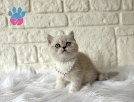 British Shorthair Dişi 2 Aylık Blue Point