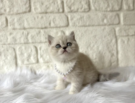 British Shorthair Dişi 2 Aylık Blue Point