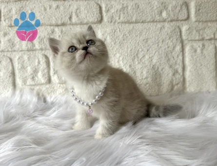 British Shorthair Dişi 2 Aylık Blue Point