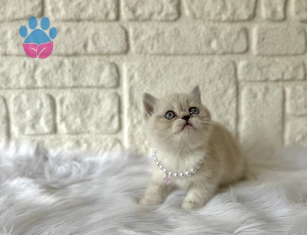 British Shorthair Dişi 2 Aylık Blue Point