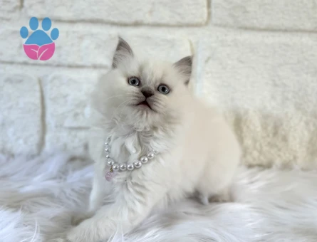 2 Aylık Dişi British Longhair Yavrumuz