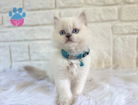 British Longhair Erkek 2 Aylık Blue point