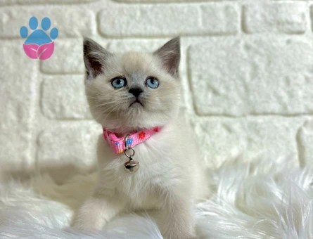 Blue Point British Shorthair Dişi Yavrumuz