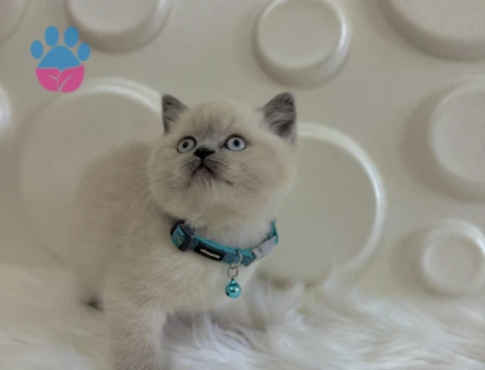 Blue point British Shorthair Kedim 2 Aylık