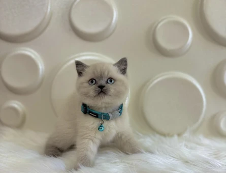 Blue point British Shorthair Kedim 2 Aylık