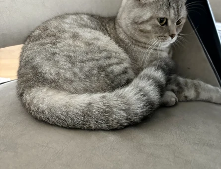 Schottish fold straight ücretsiz sahiplendirme