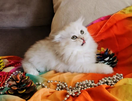 Muhteşem güzellikte ırk ve sağlık garantili yavrular..