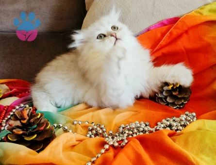 Muhteşem güzellikte ırk ve sağlık garantili yavrular..