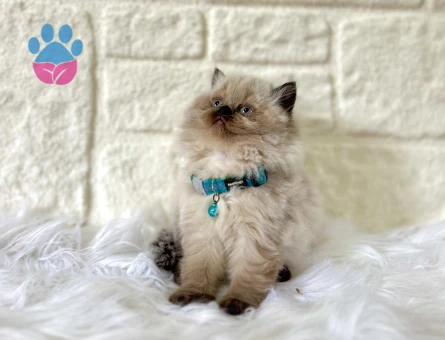 British Longhair Çikolata Point Erkek