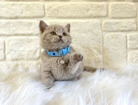 British Shorthair Lilac Erkek 2 Aylık