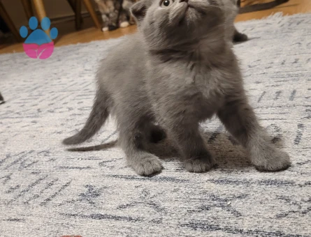 Anne British Shorthair baba scottish fold yavruları
