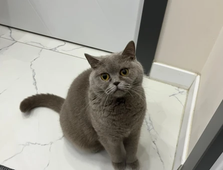 British Shorthair 3 Yaşında Yuva Arıyor - 4804