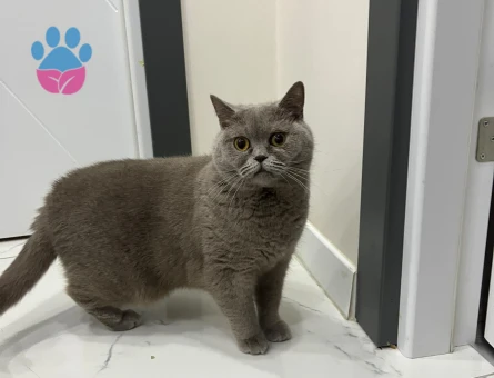 British Shorthair 3 Yaşında Yuva Arıyor