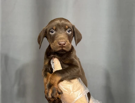 KİNG DOBERMAN YAVRULARI - 4805