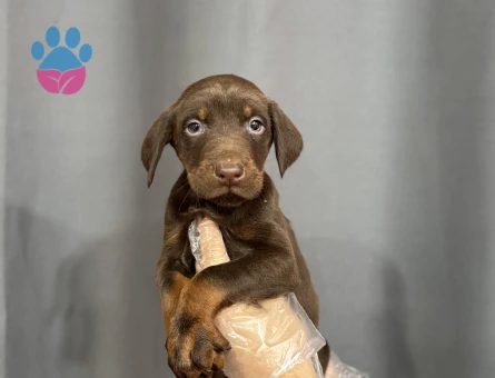 KİNG DOBERMAN YAVRULARI