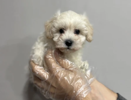 BABY FACE MALTESE TERRİER YAVRULARI - 4807