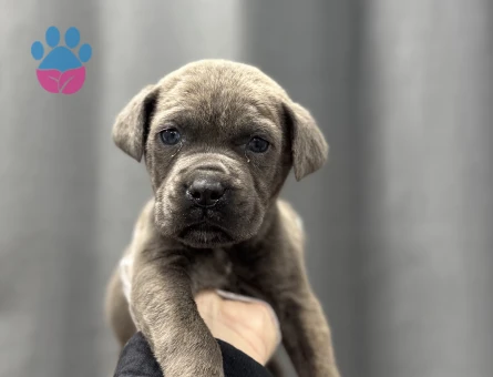 CANE CORSO YAVRULAR - 4808
