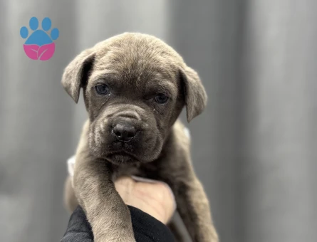 CANE CORSO YAVRULAR