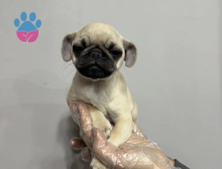 KREM RENK PUG BEBEKLER